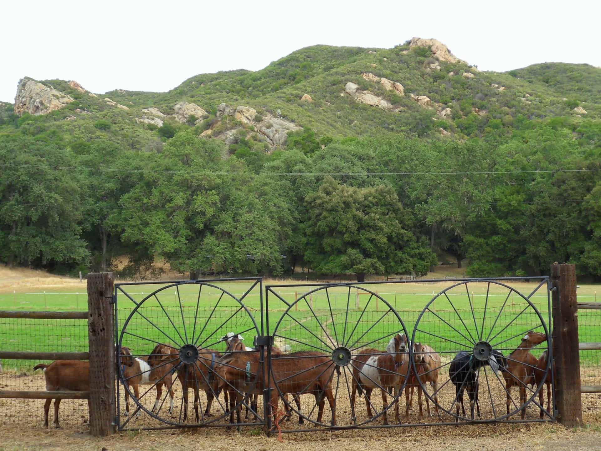 Rinconada Dairy