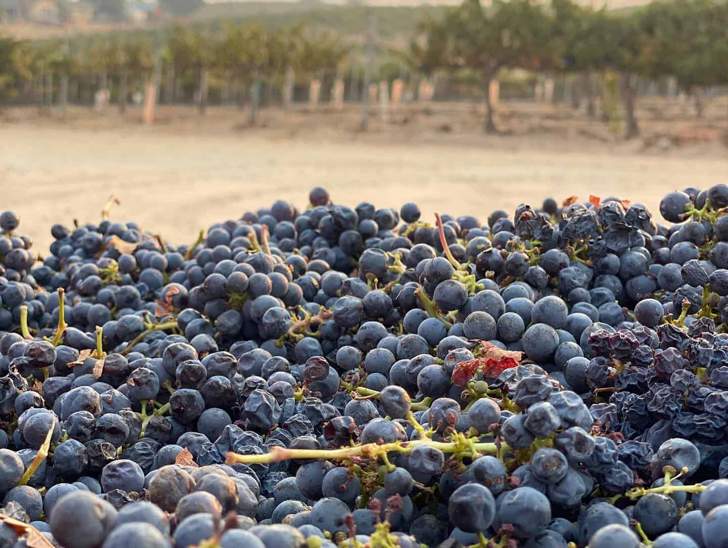 Rio Seco Vineyard & Winery