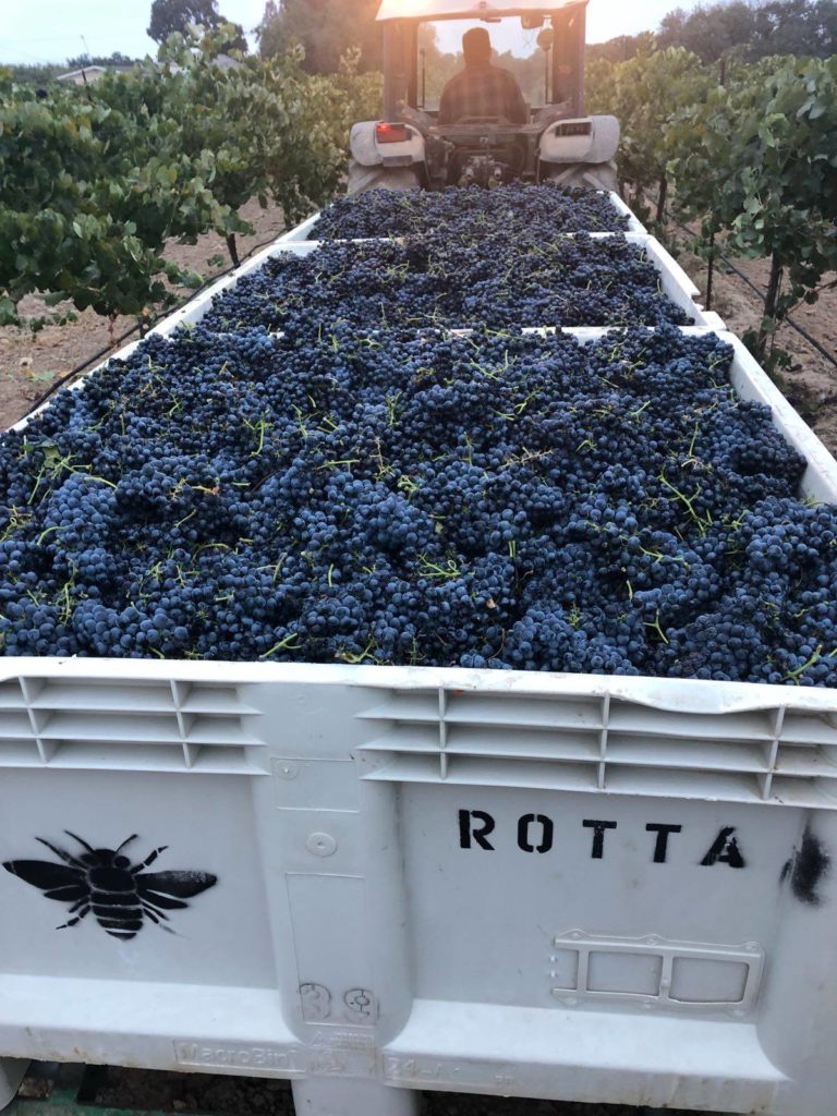 Rotta Winery