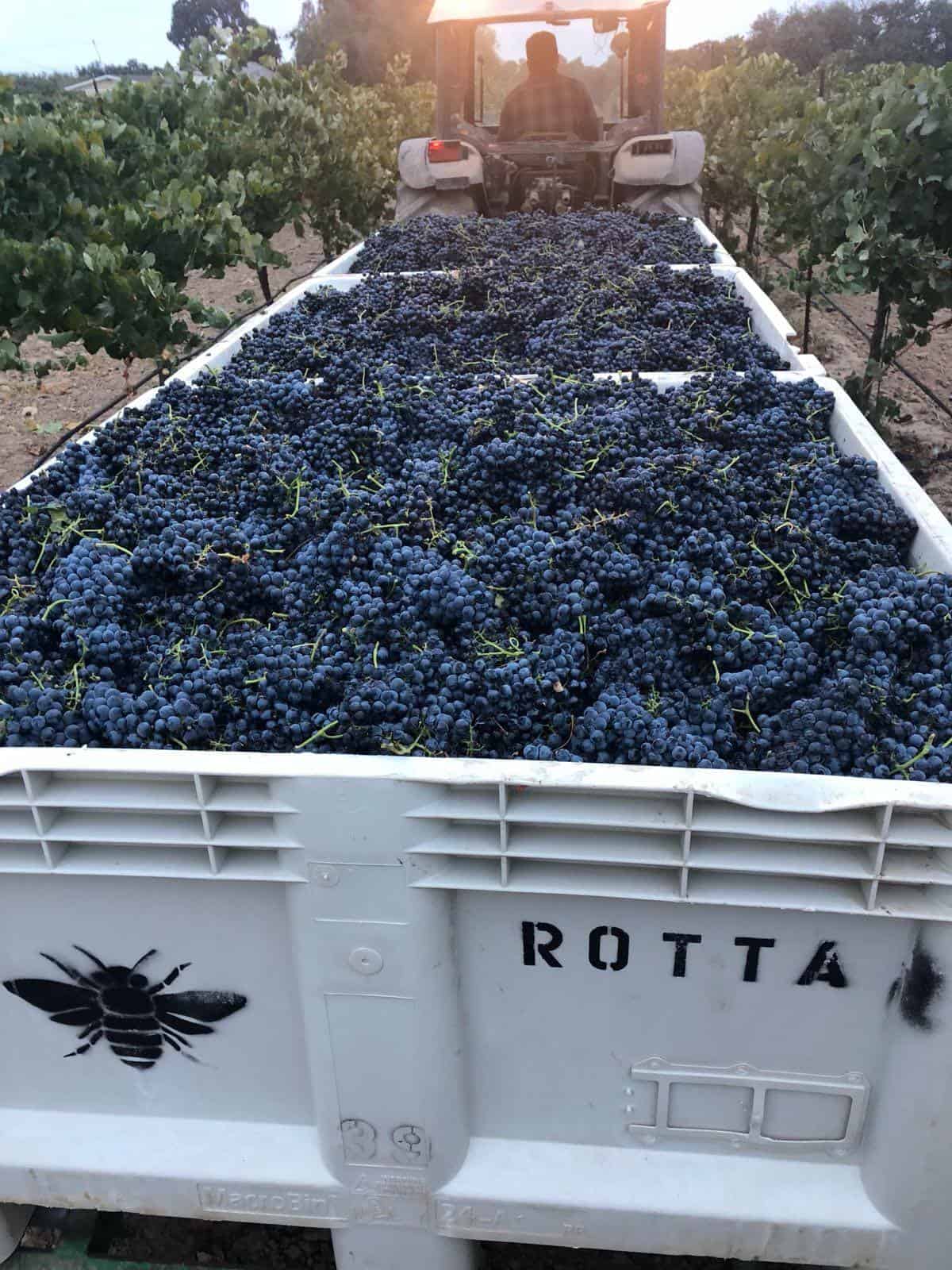 Rotta Winery
