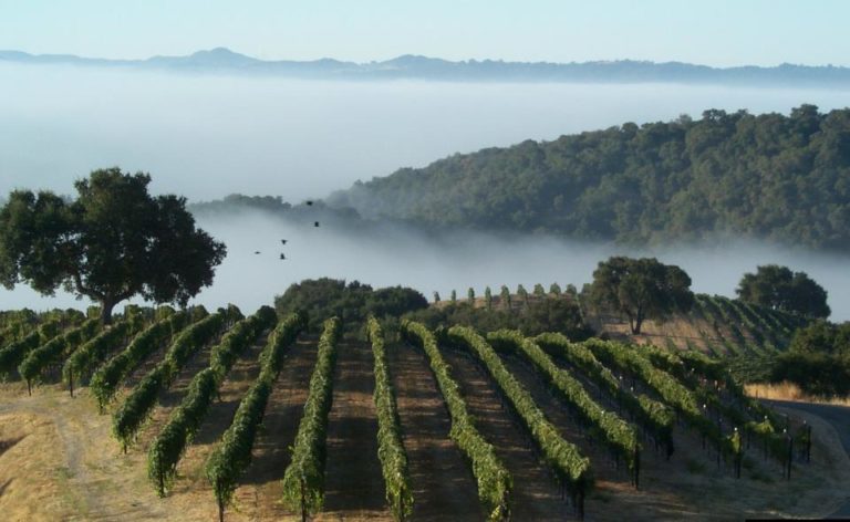Stanger Vineyards