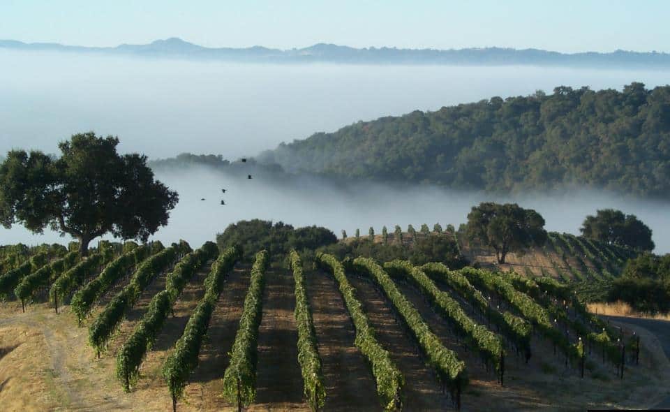 Stanger Vineyards
