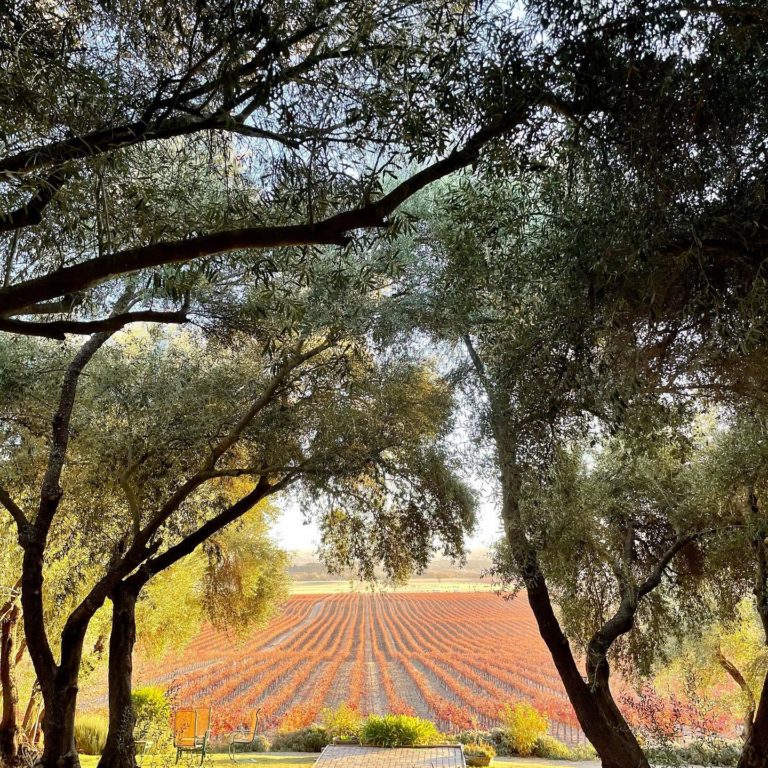 Still Waters Vineyards