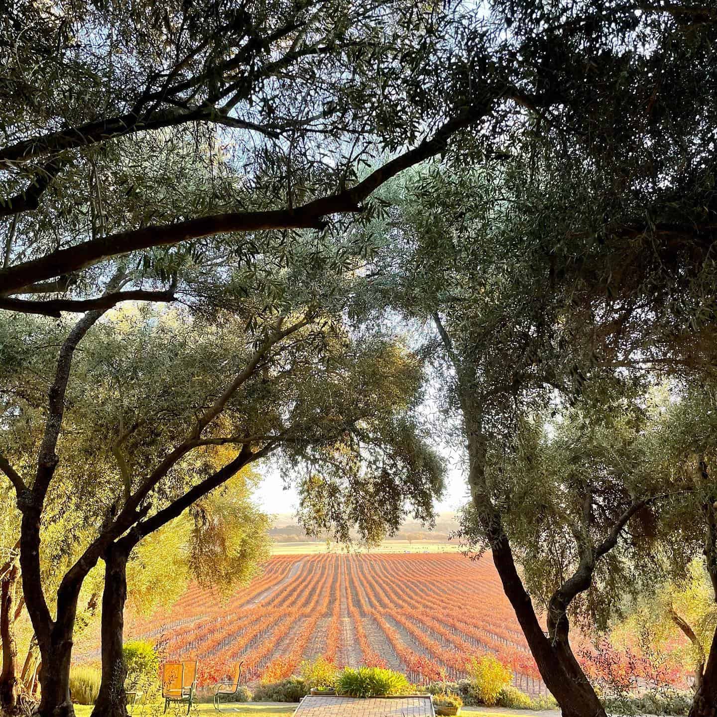 Still Waters Vineyards