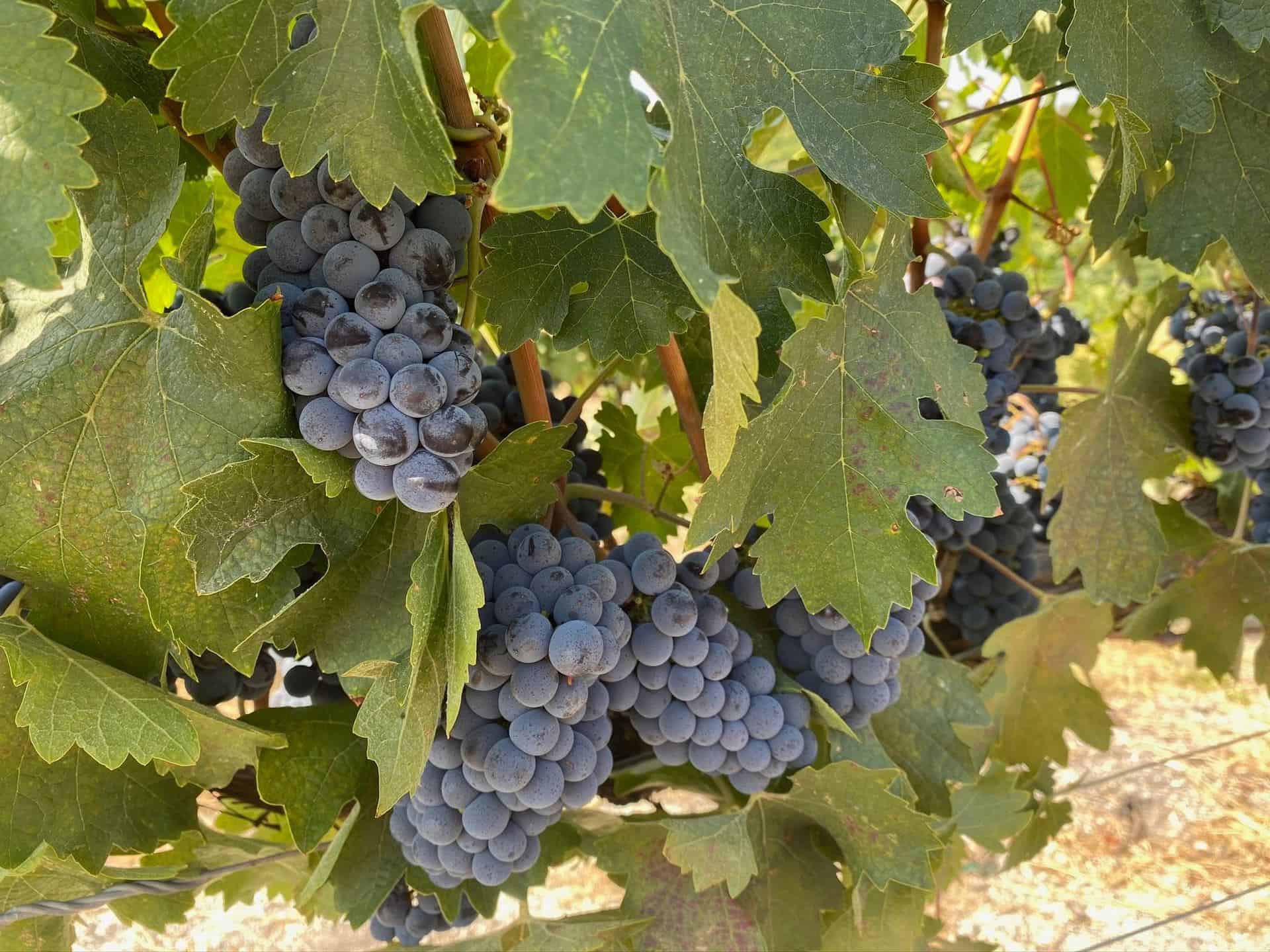 Paso Wine grapes
