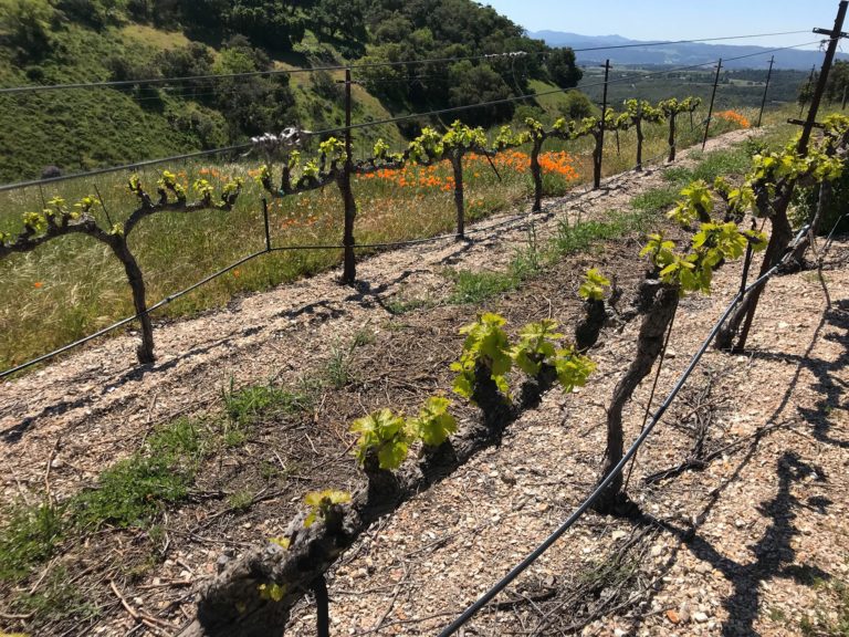Villacana Winery