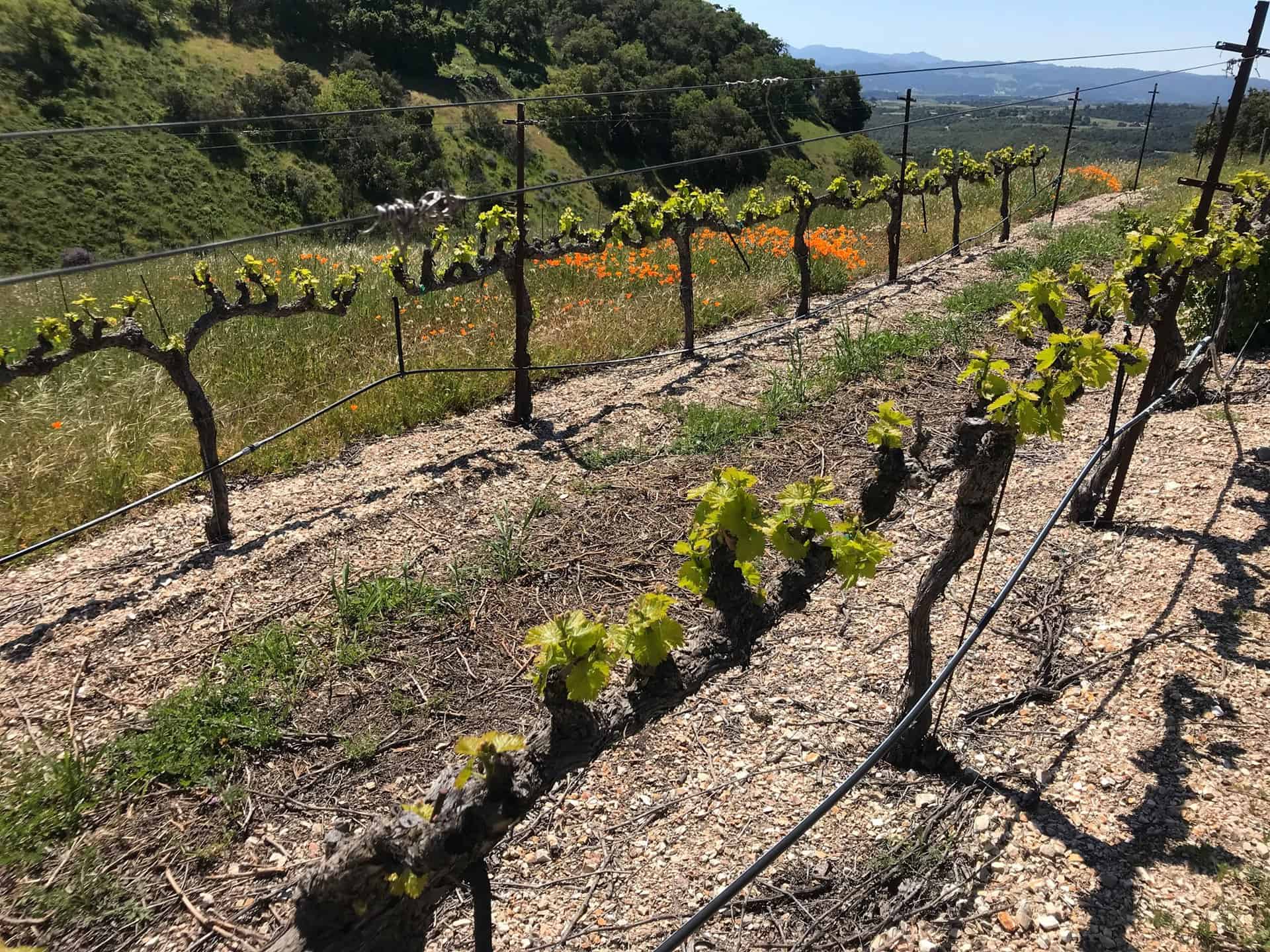 Villacana Winery