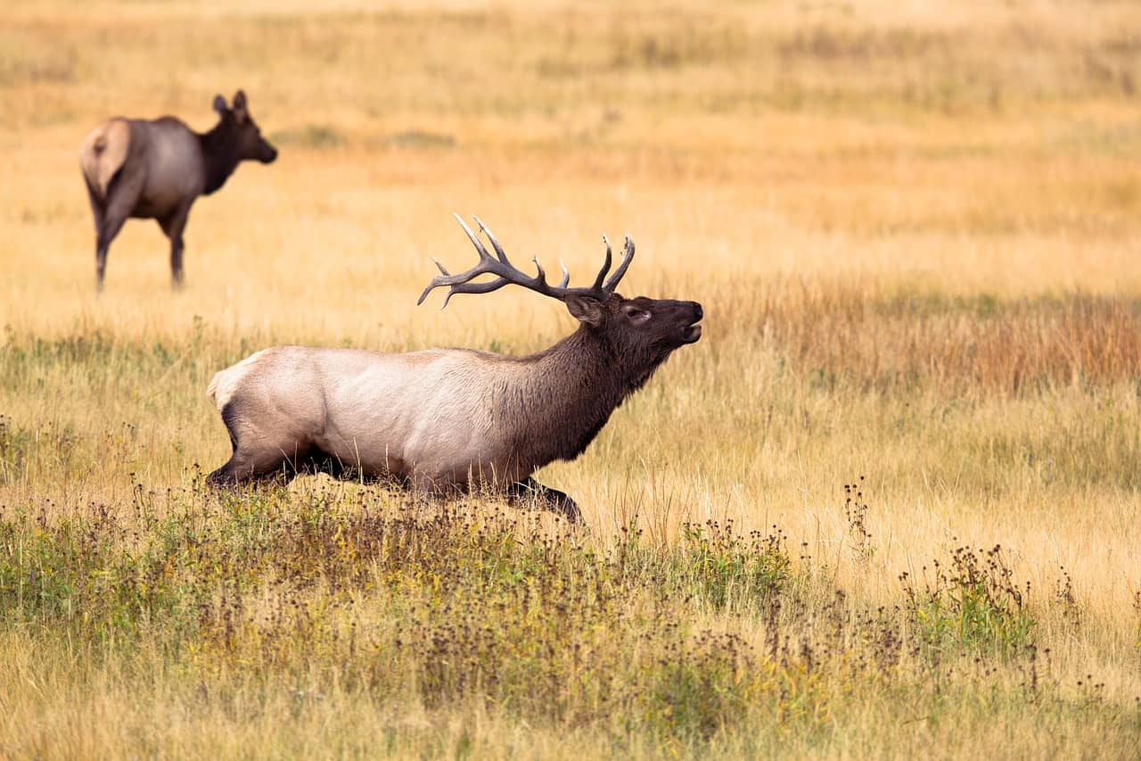 deer hunting