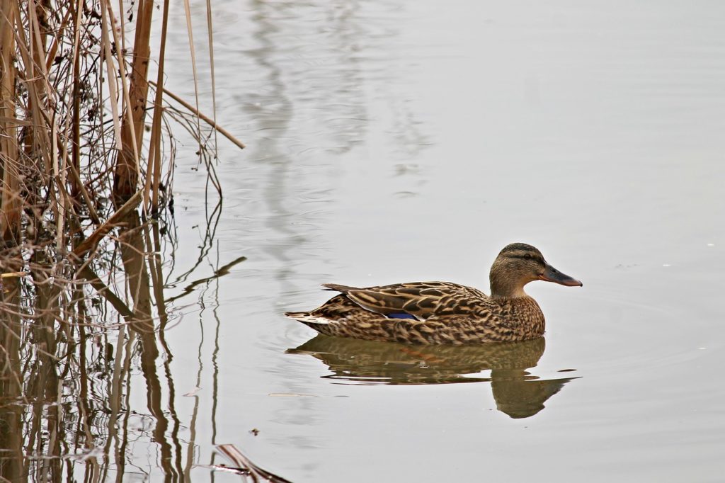 Mallard duck