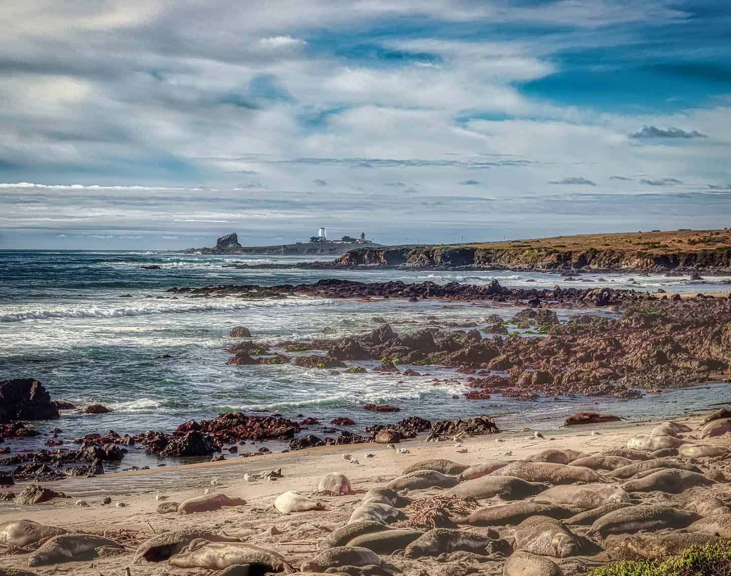 Piedras Blancas Elephant Seals San Simeon