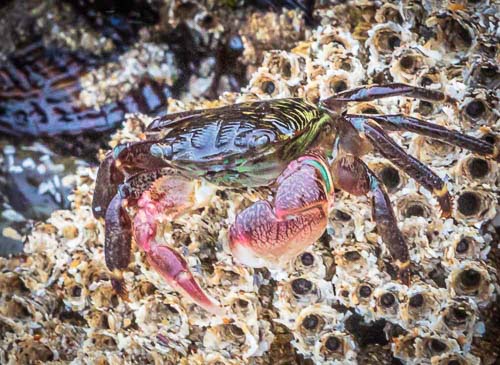 Sea creatures in a tide pool in Cayucos, California