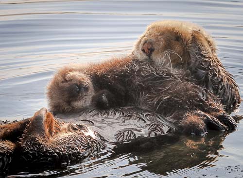 Sea Otters in the water in Morro Bay, California