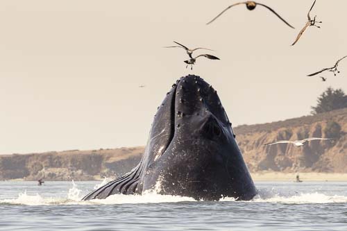 A whale rises out of the water at Avila Beach, California