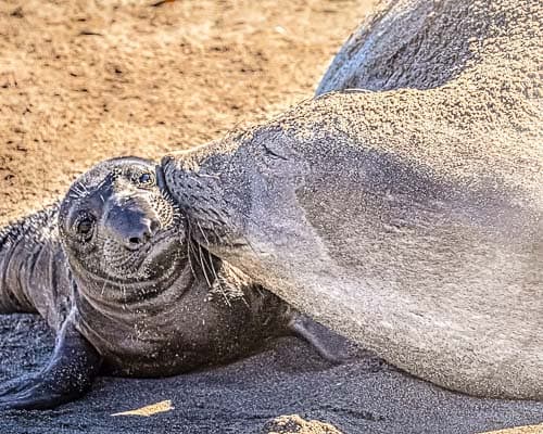 Mother seal kissing seal pup at the Elephant Seal Rookery on San Simeon Beach