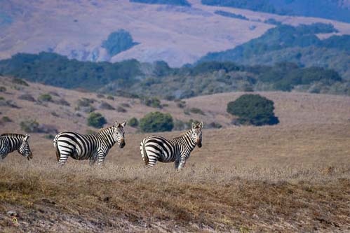Zebras in a field at Hearst Castle State Park in San Simeon