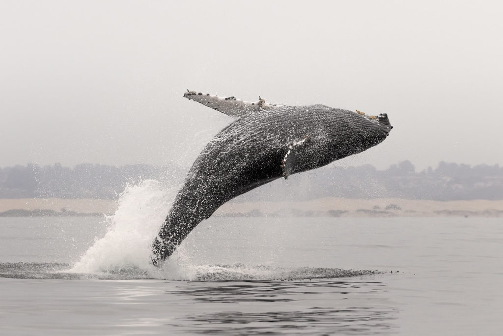Breaching whale Photo credit required to Vincent Shay Photography via Avila Beach Ocean Safaris