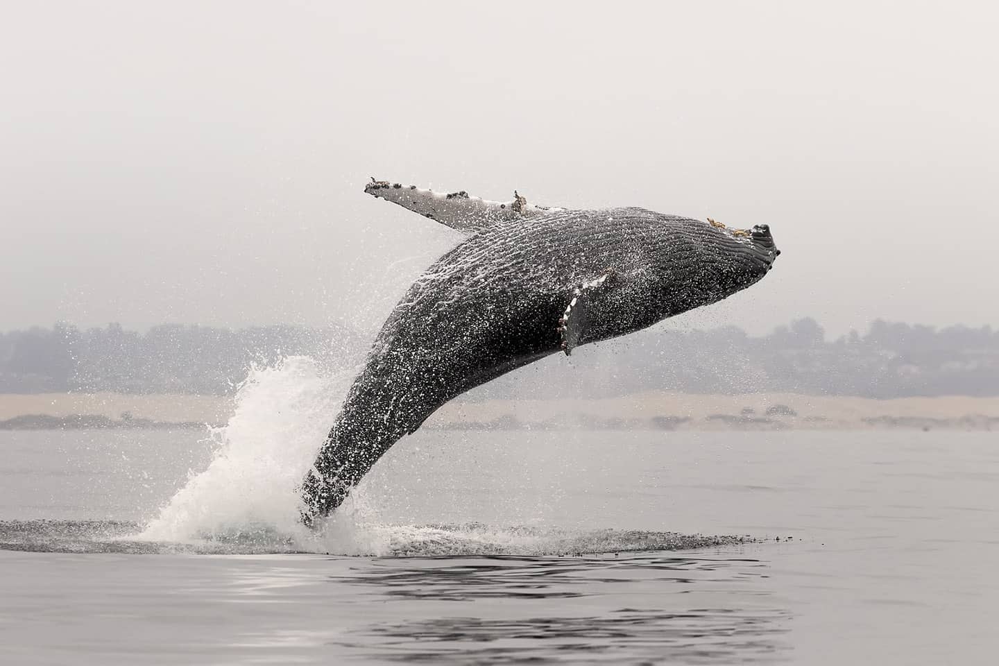 Breaching whale Photo credit required to Vincent Shay Photography via Avila Beach Ocean Safaris