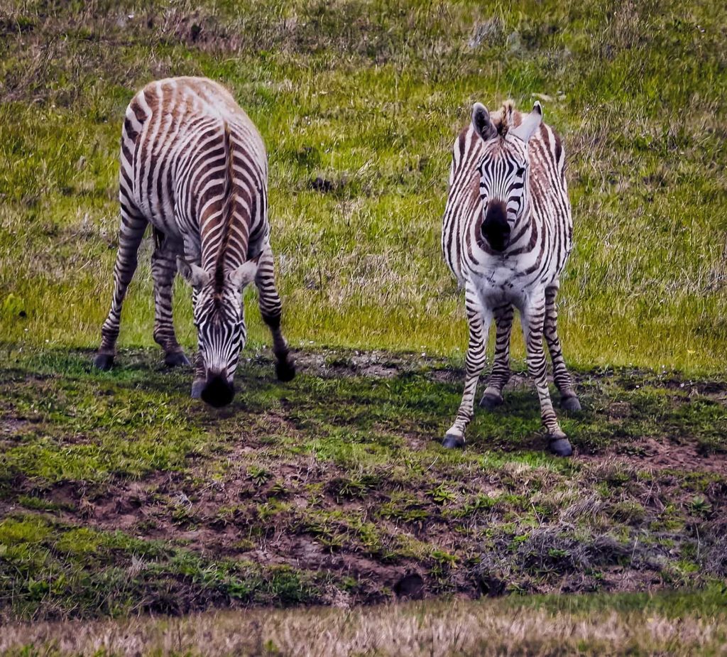 Zebra mom and Colt Hearst Castle