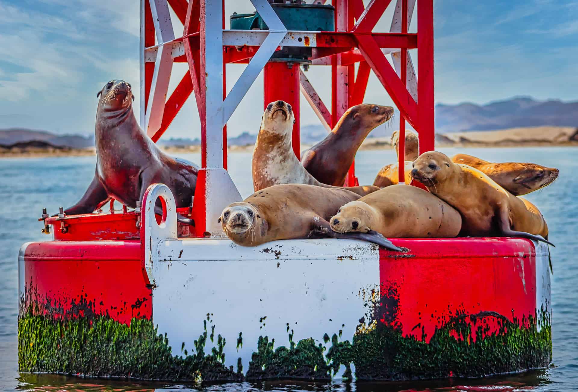 Seals on a buoy in the water off Cayucos, CA