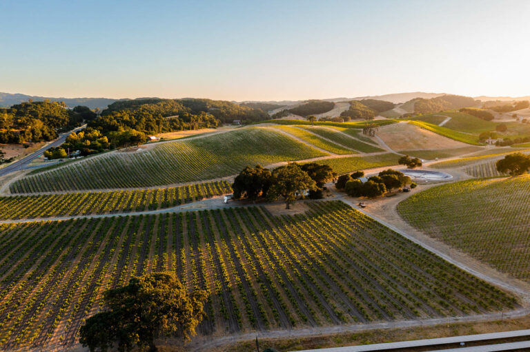 Vineyards Paso Robles