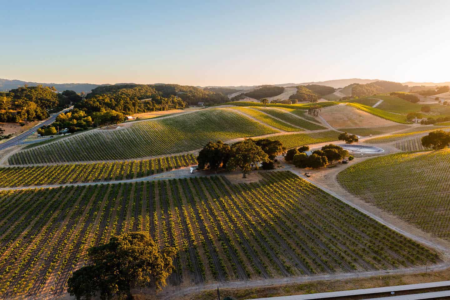 Vineyards Paso Robles
