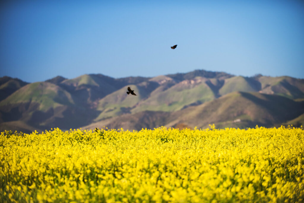 Edna Valley wildflowers