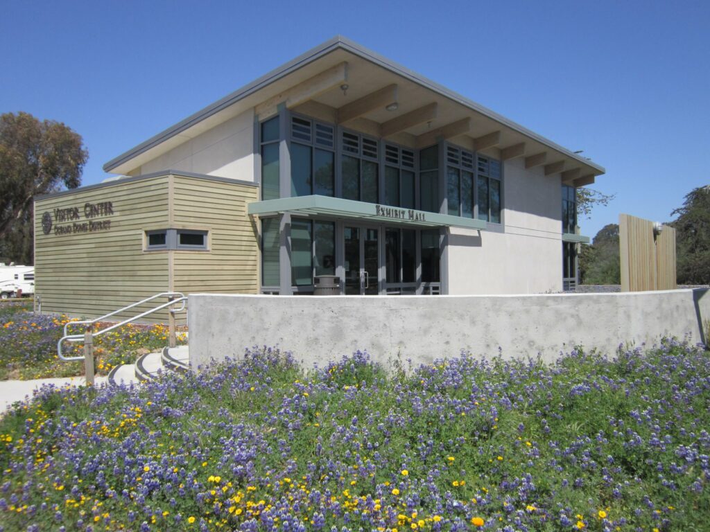 wildflowers Oceano Dunes Center