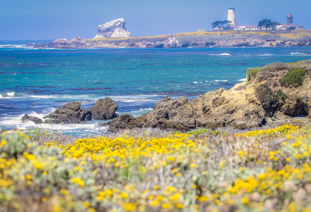San Simeon wildflowers Piedras Blancas
