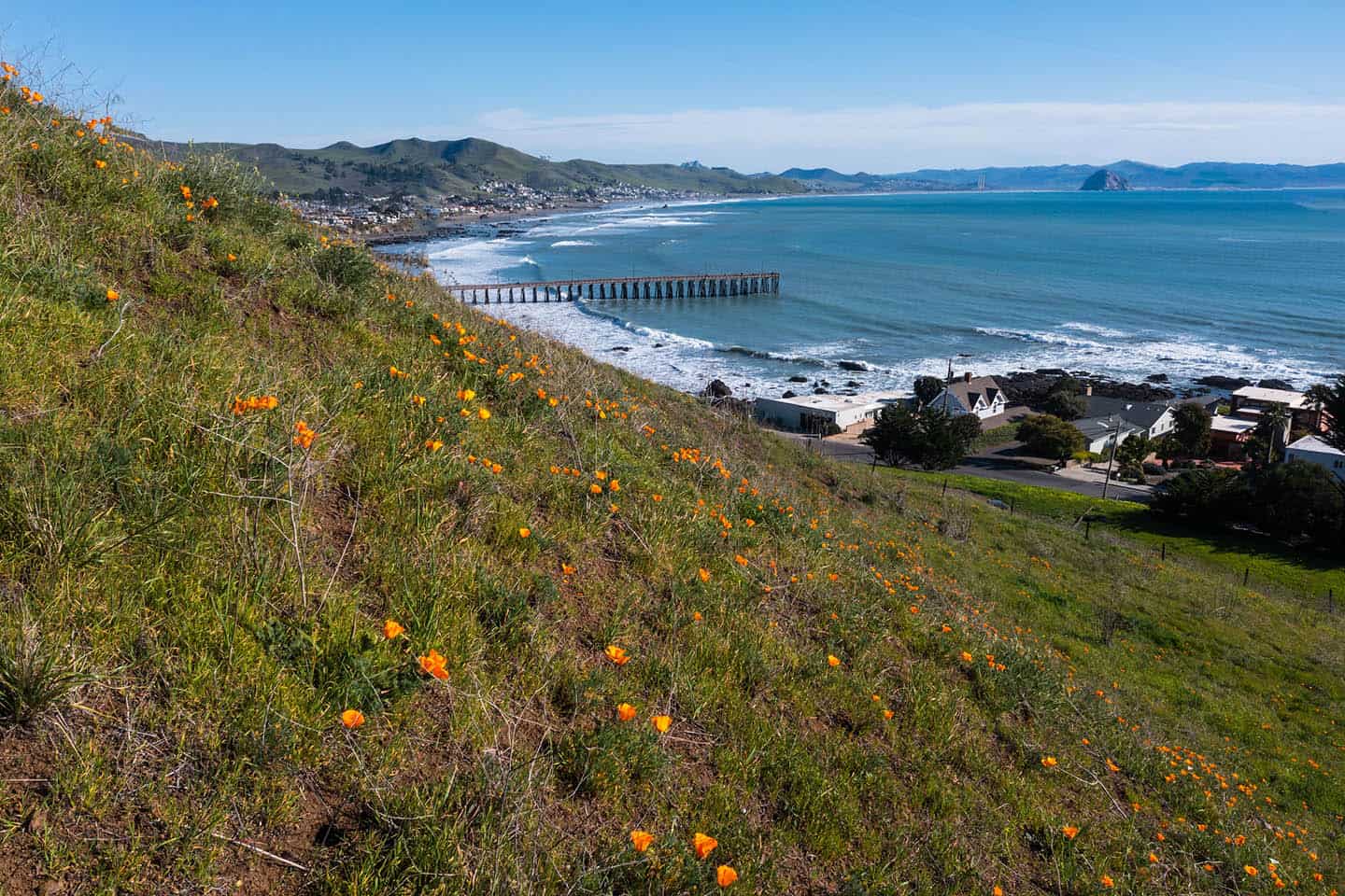 Cayucos Wildflowers