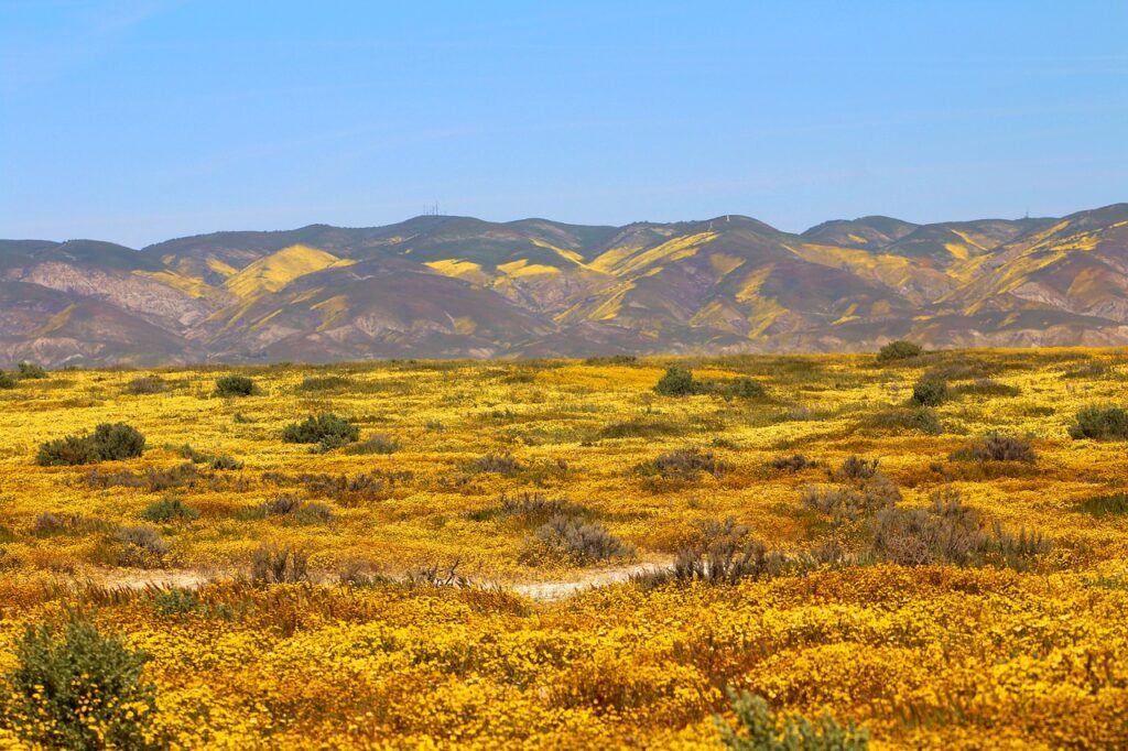 Carrizo Plain wildflowers