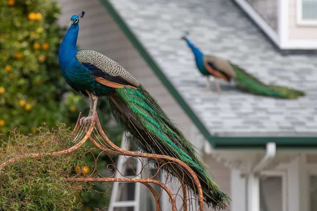 Kelsey See Canyon peacock