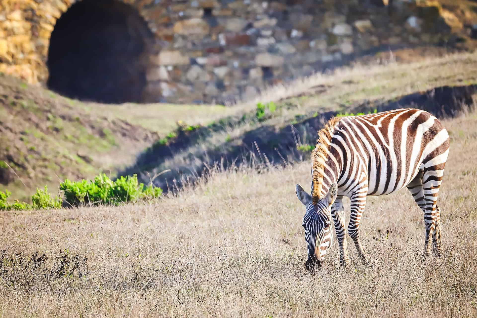 zebra-at-hearst-castle A lone zebra grazes on the grounds of Hearst Castle.