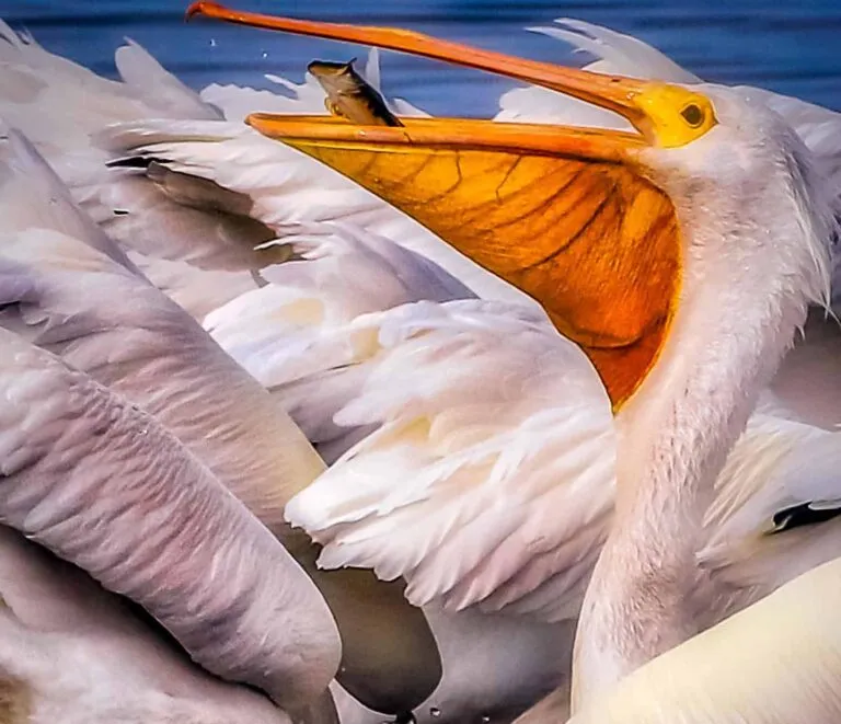 American White Pelican American White Pelican