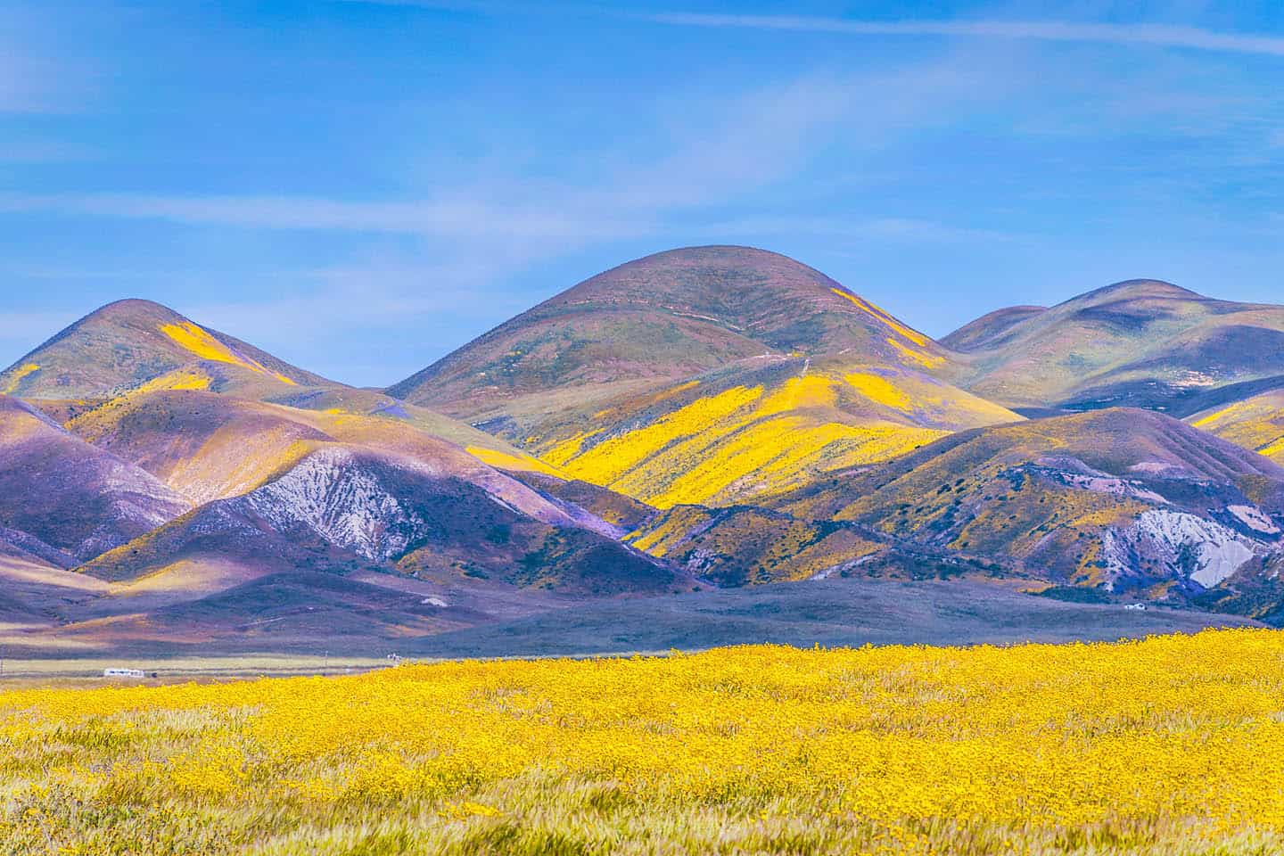 Carrizo Plain National Monument Wildflowers