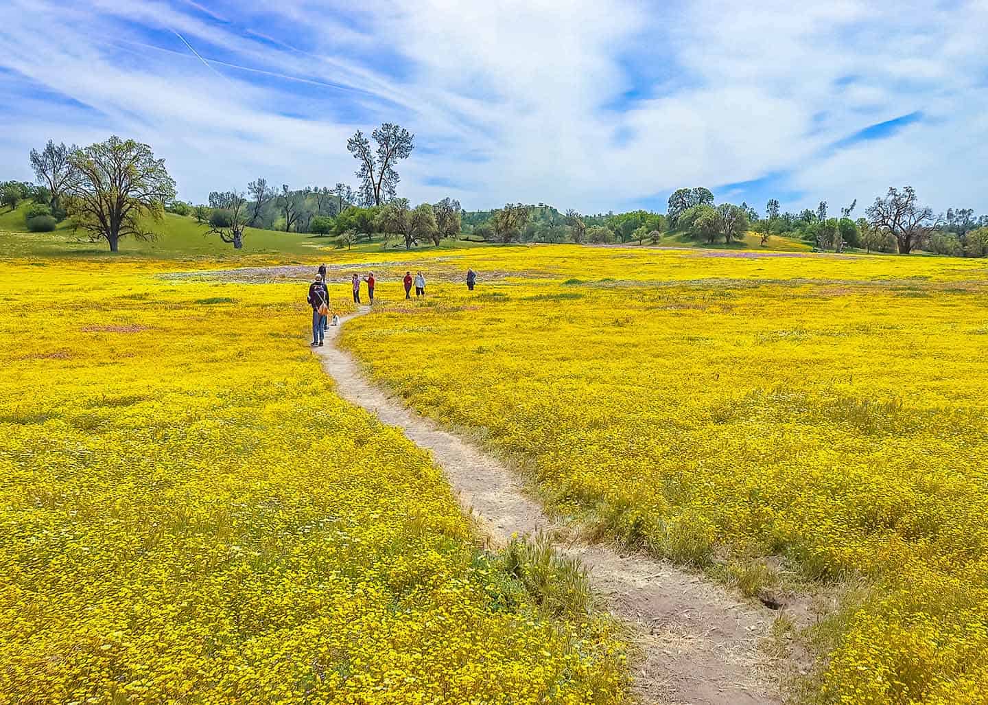 Shell Creek Road Superbloom