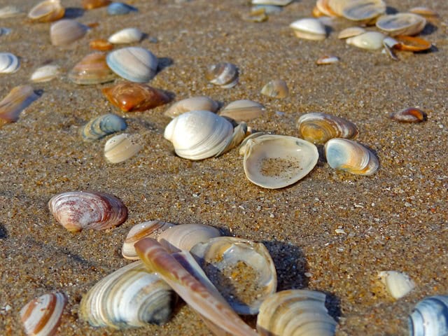 Clam Festival