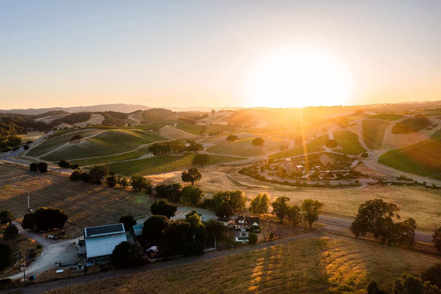 Vineyard Paso Robles