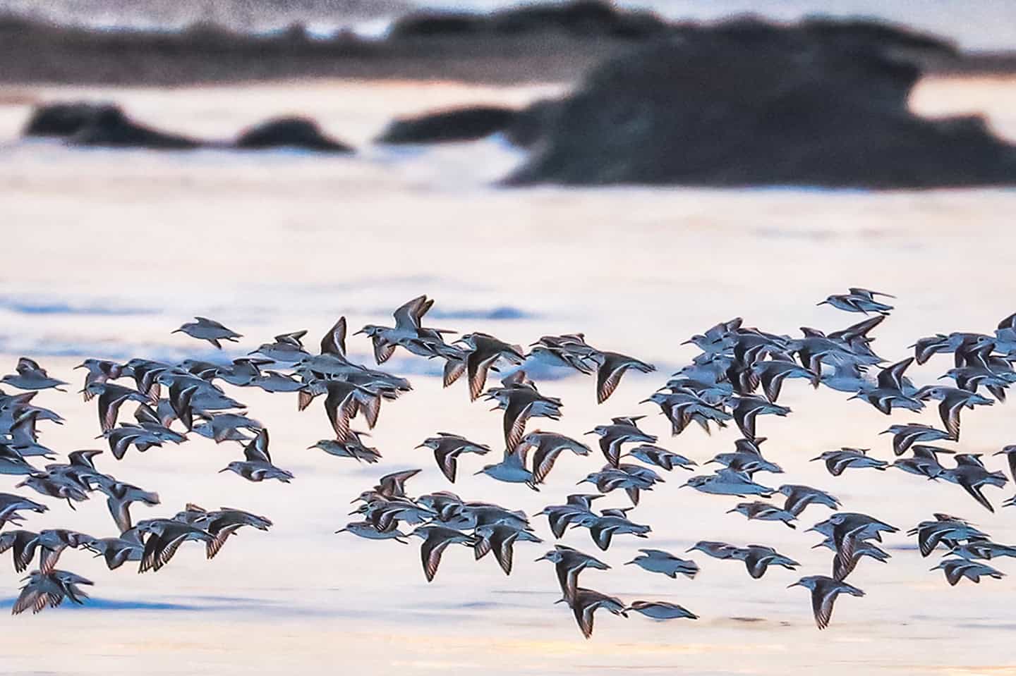 Shorebirds