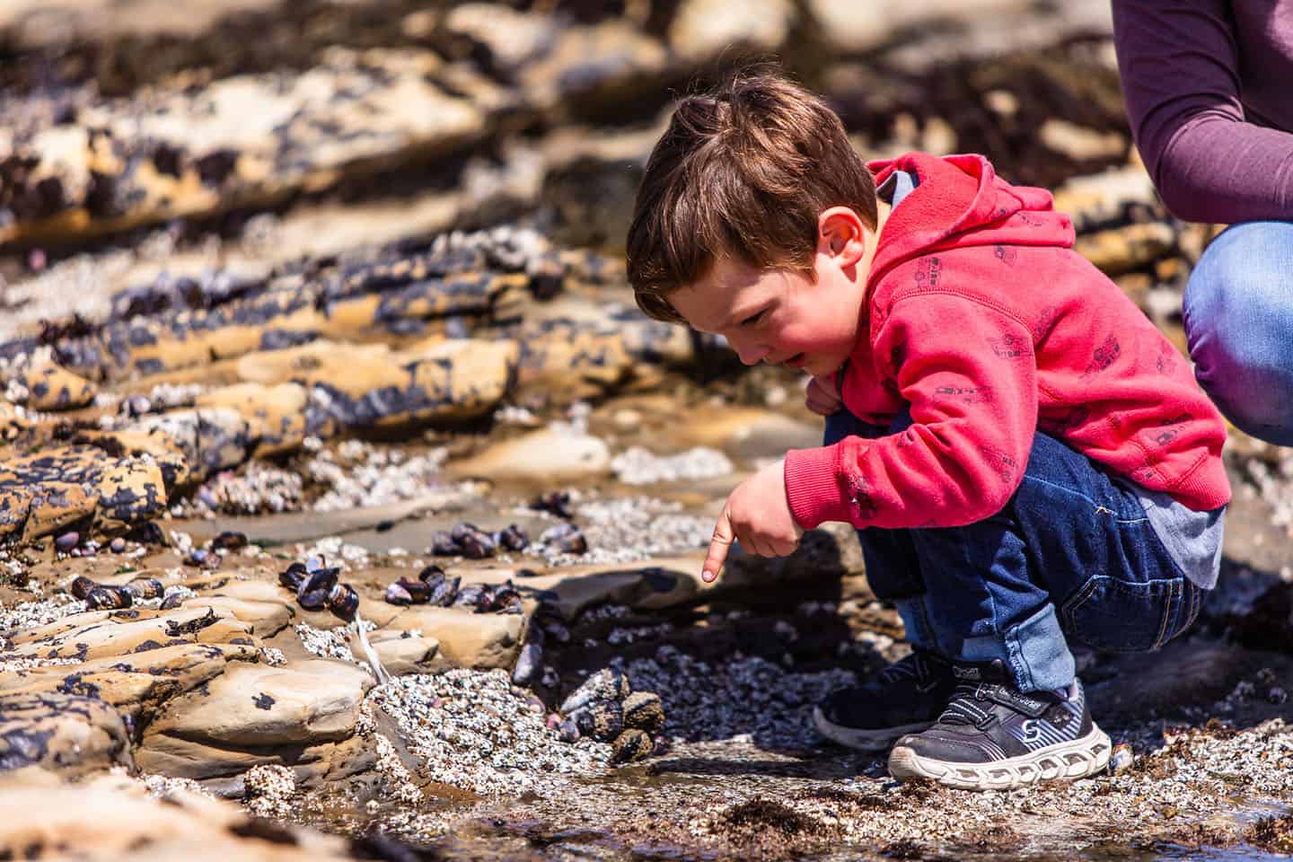 Los Osos Tidepool