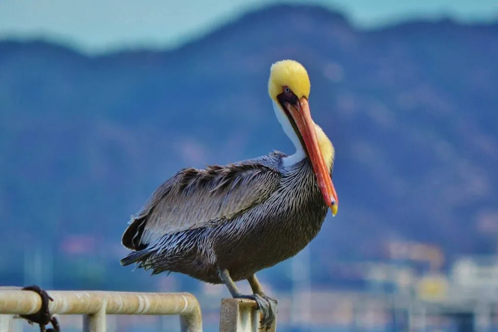 Pelican in Avila Beach
