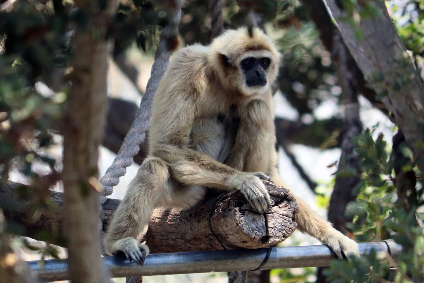 Santa Barbara Zoo Monkey