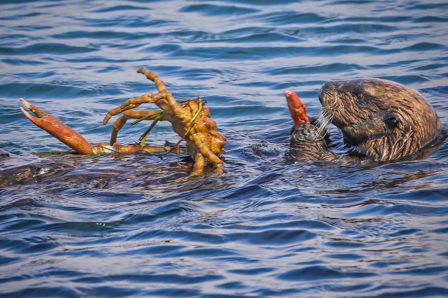 Sea Otter Sea Otter