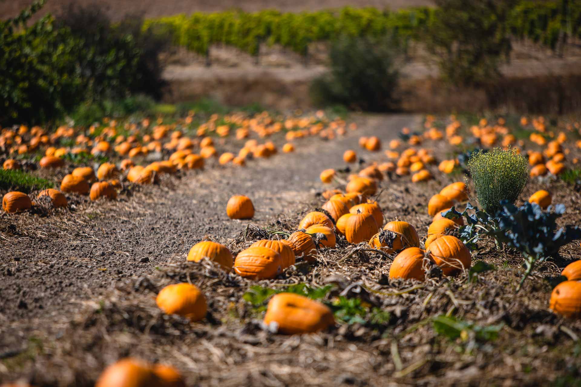 pumpkin patch at Talley Farms, Arroyo Grande