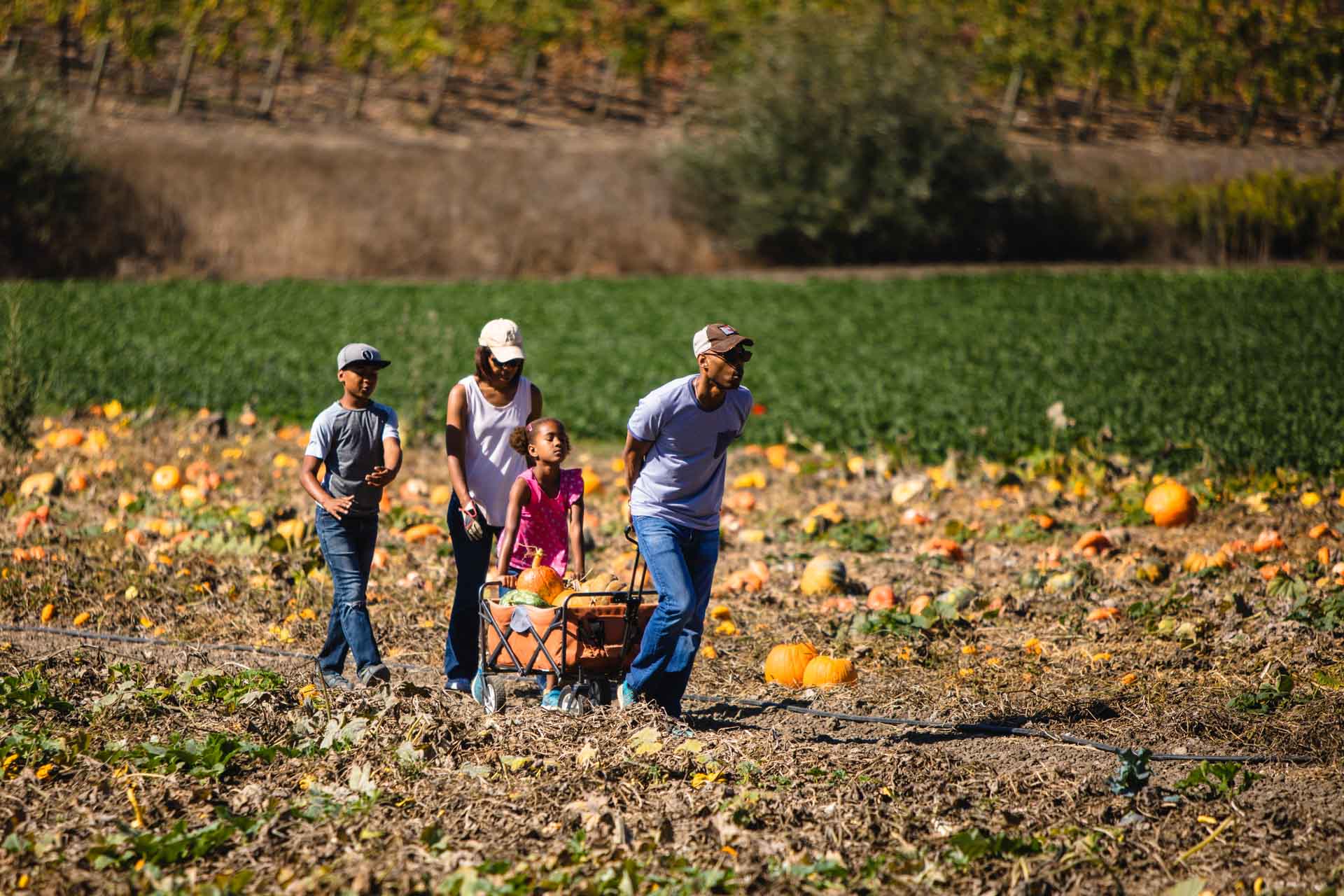 pumpkin patch at Talley Farms, Arroyo Grande