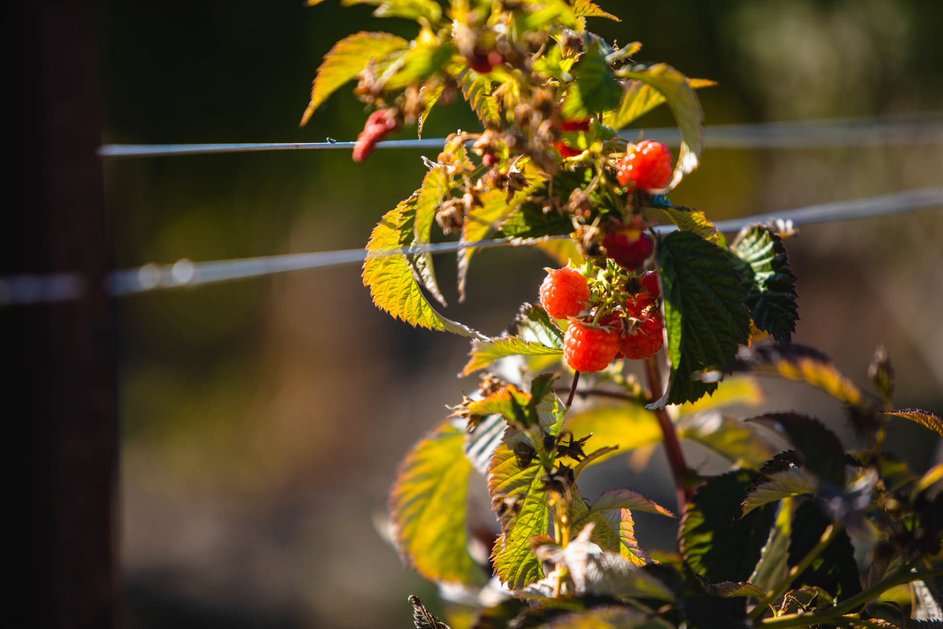 Talley Farms, Arroyo Grande
