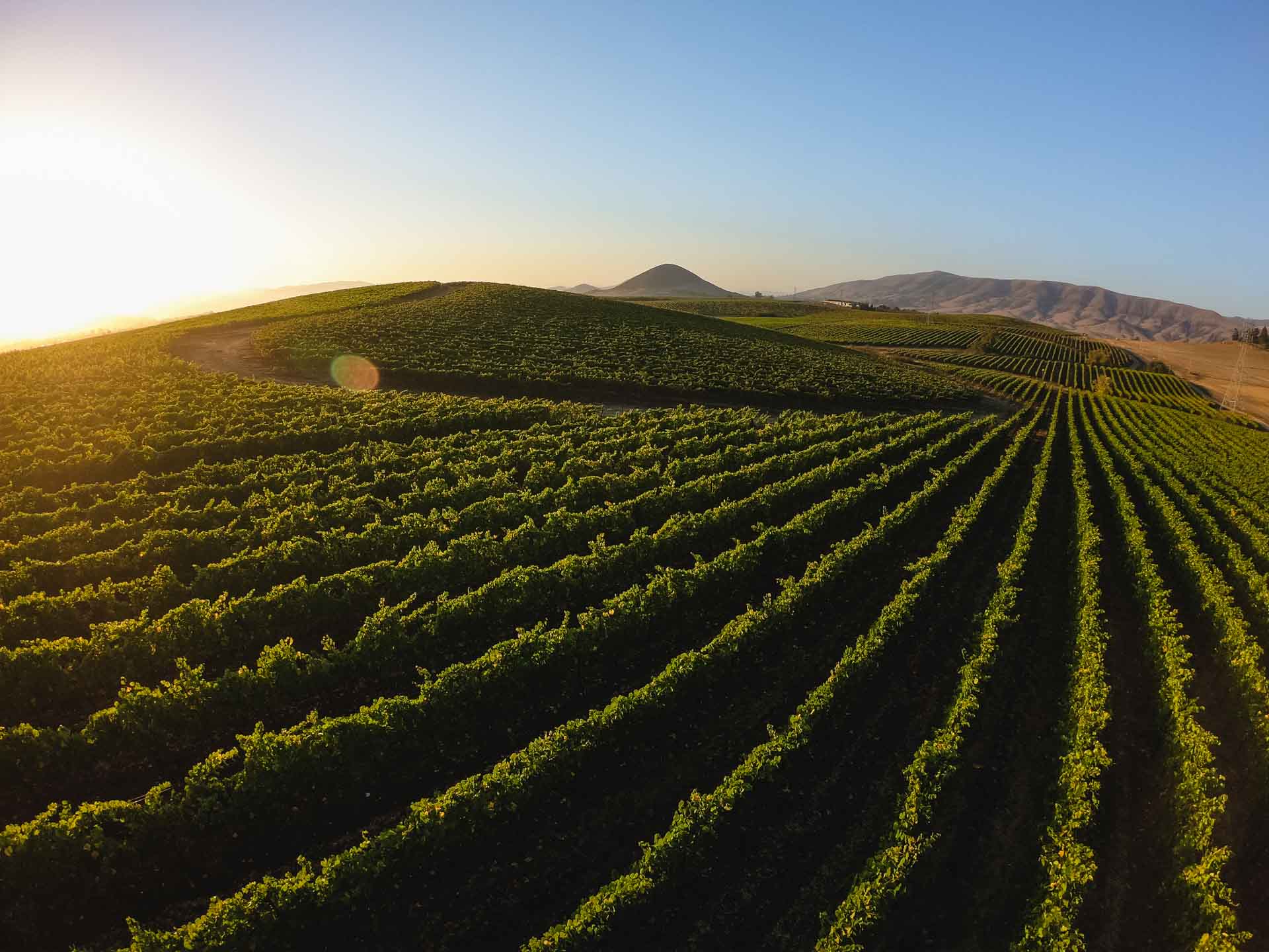Vineyards, Edna Valley