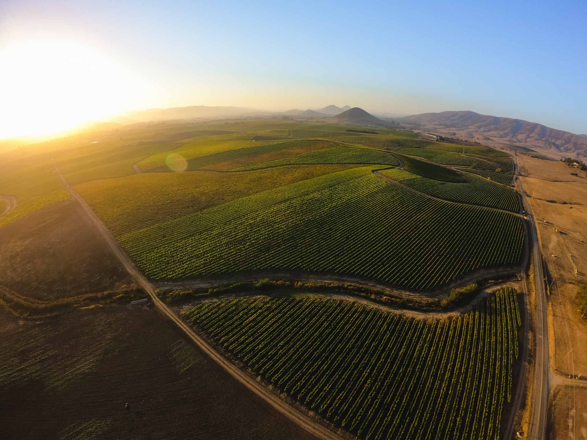 Vineyards, Edna Valley