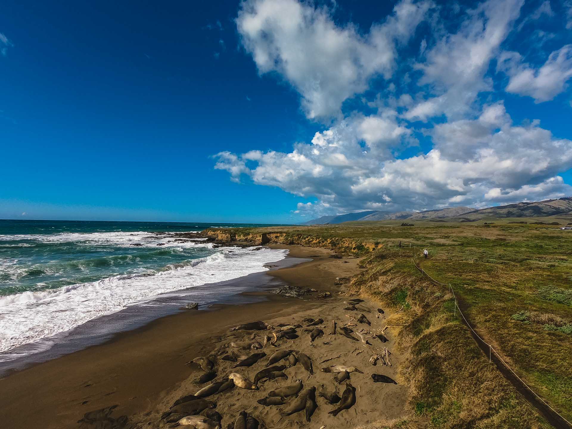 Elephant seals, Piedras Blancas rookery