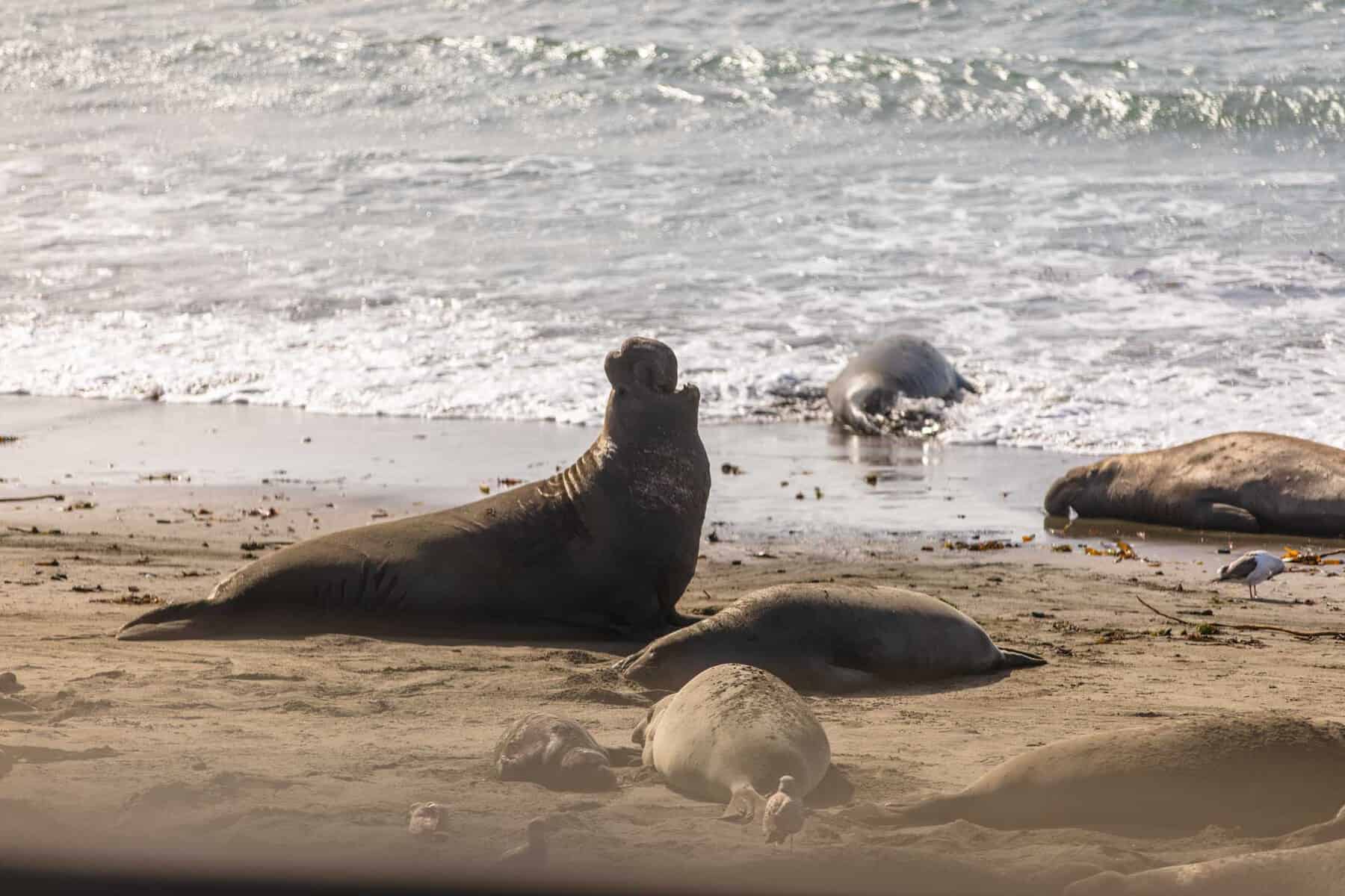 San Simeon elephant seals