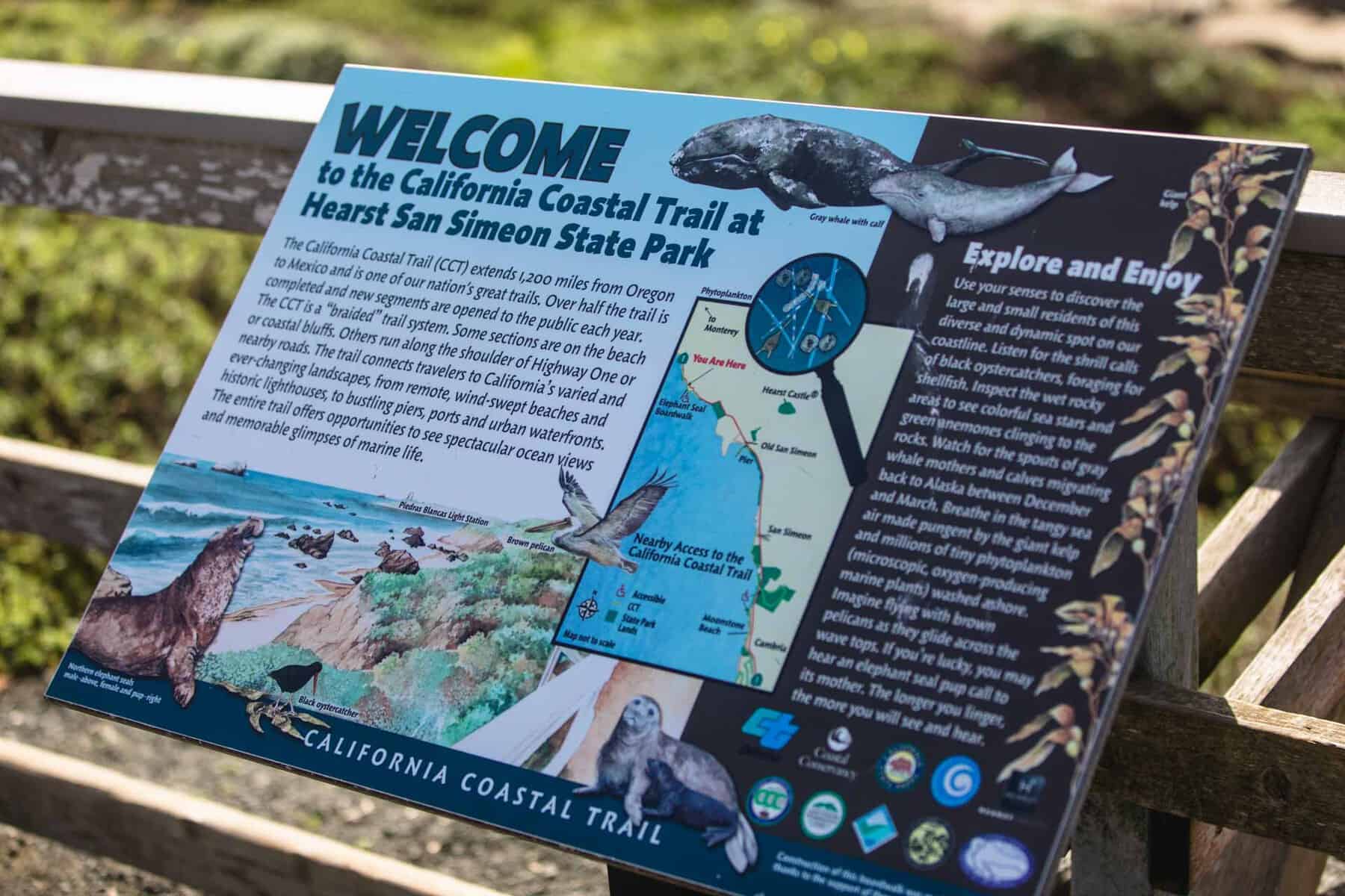 San Simeon elephant seals